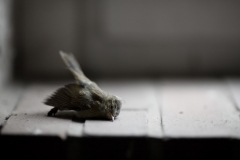 Grauerort_Vogel